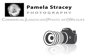 Pamela Stracey Photography