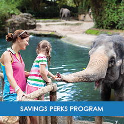 Savings Perks Program
